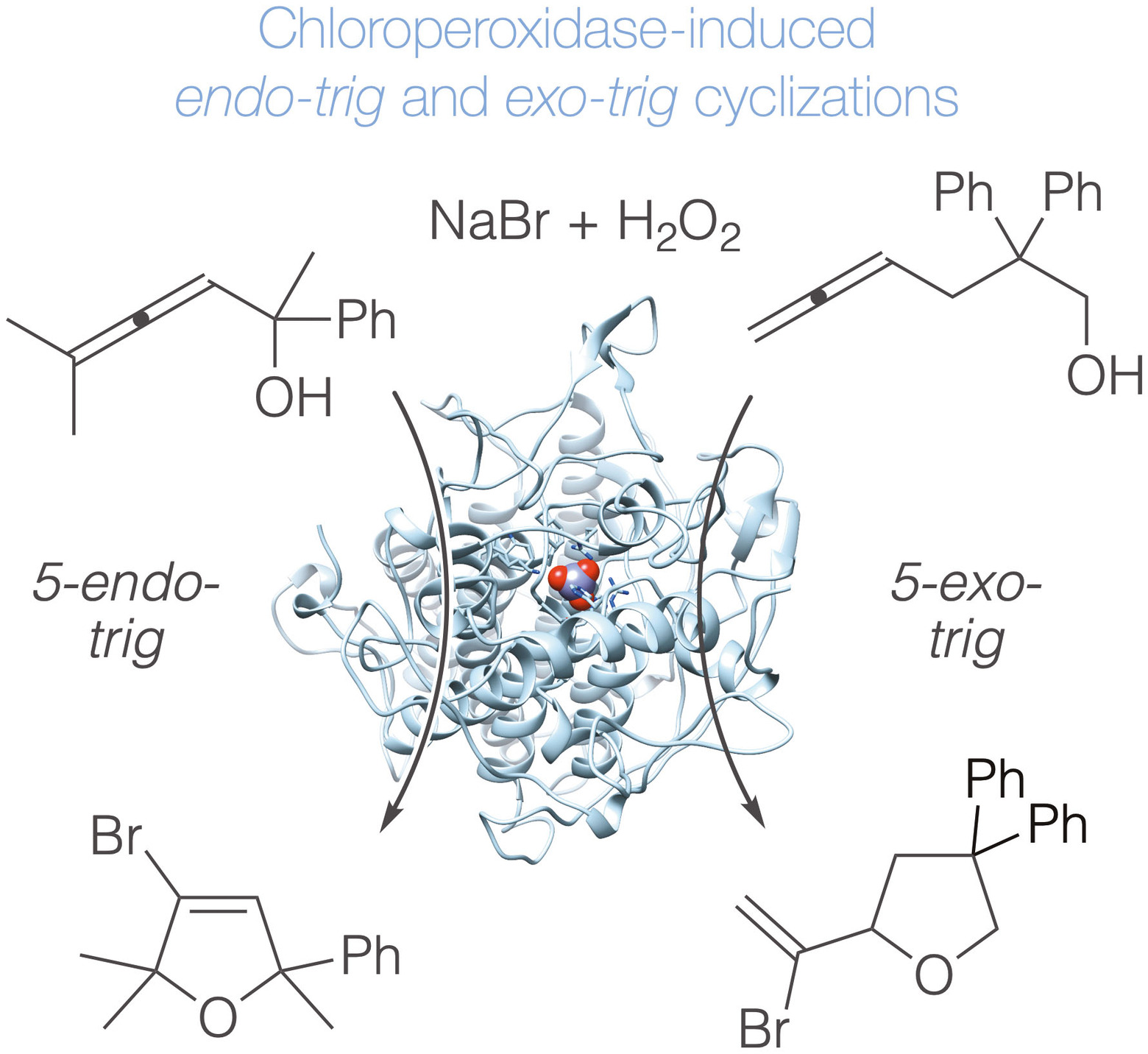 Enzymatic Bromocyclization of α‐ and γ‐Allenols by Chloroperoxidase from Curvularia inaequalis