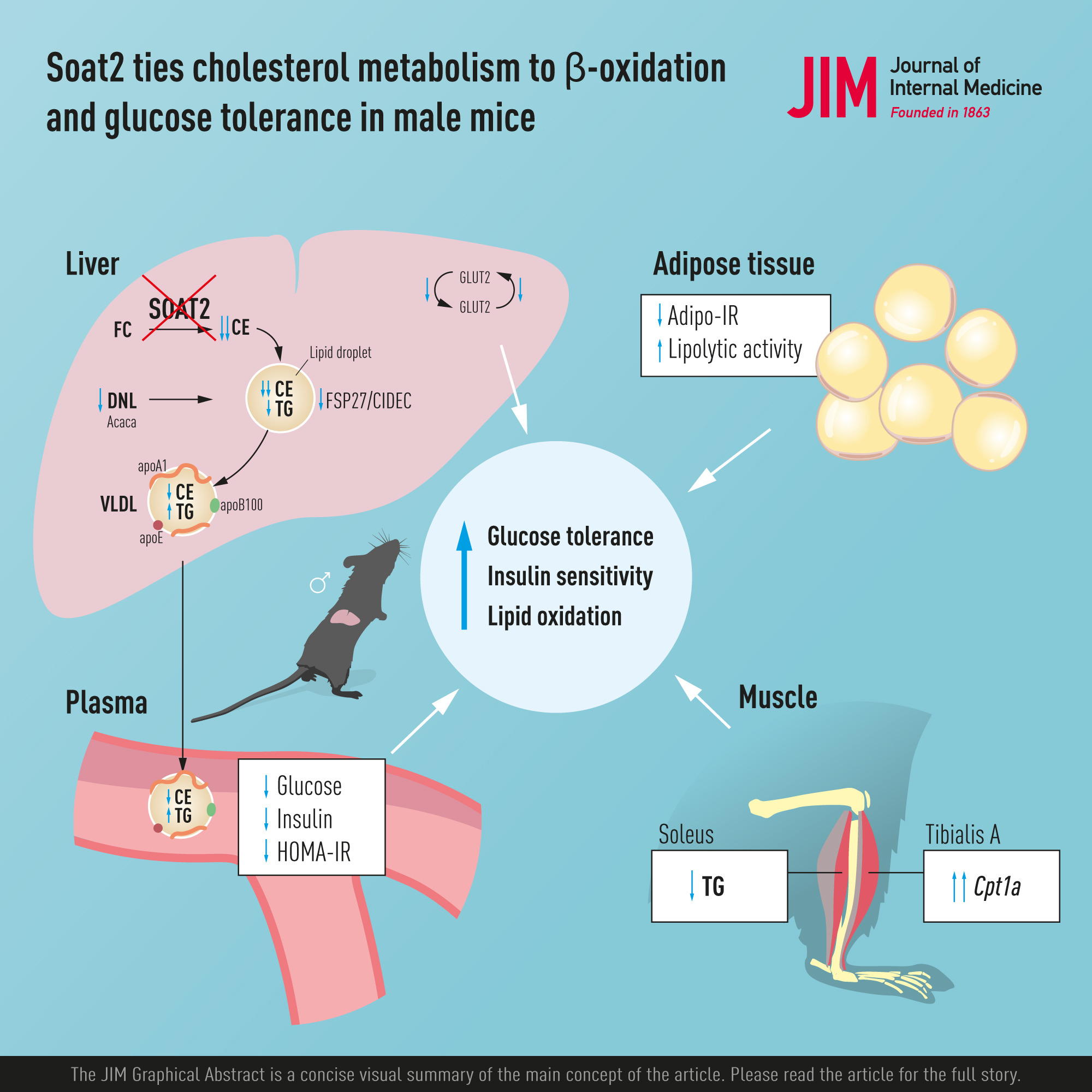 Soat2 ties cholesterol metabolism to β‐oxidation and glucose tolerance in male mice