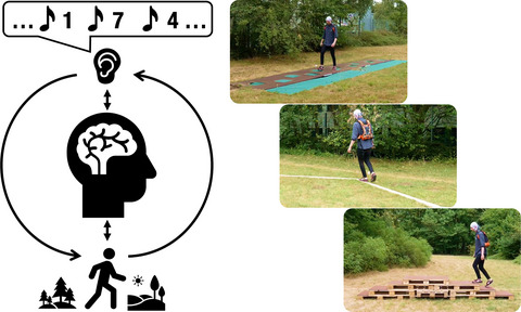 Cognitive‐motor interference in the wild: Assessing the effects of movement complexity on task switching using mobile EEG