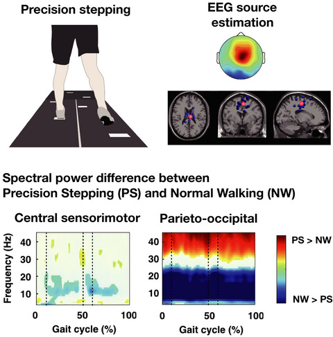 Gait‐phase‐dependent and gait‐phase‐independent cortical activity across multiple regions involved in voluntary gait modifications in humans