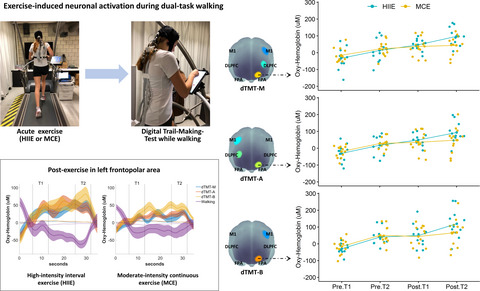 Effects of acute exercise at different intensities on fine motor‐cognitive dual‐task performance while walking: A functional near‐infrared spectroscopy study
