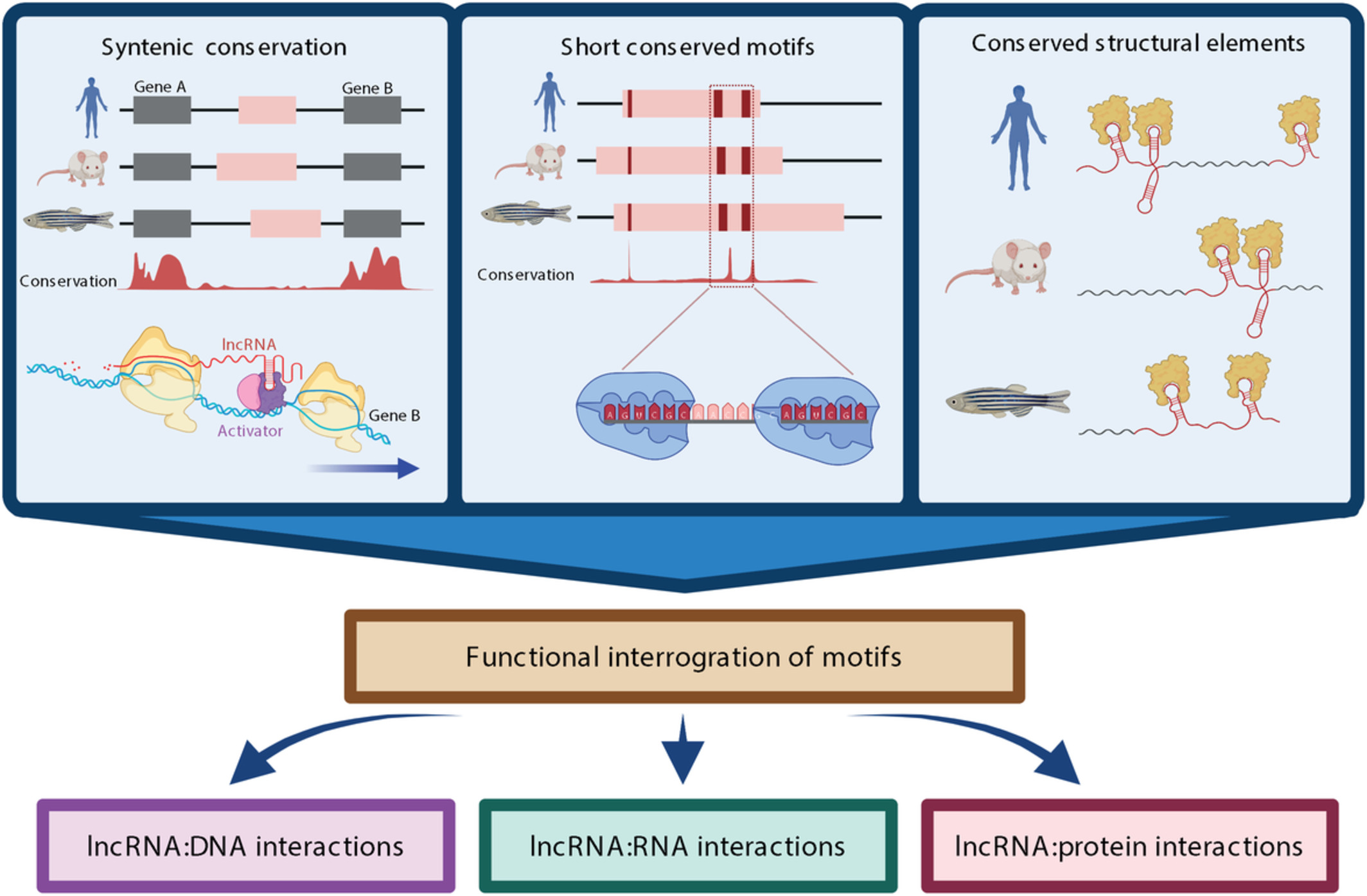 Discovering functional motifs in long noncoding RNAs