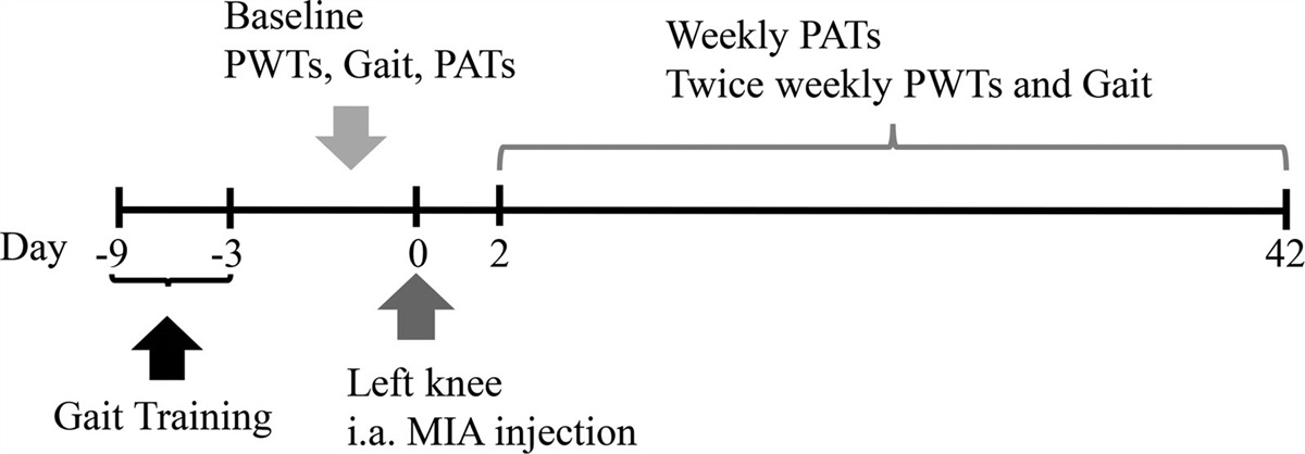 Gait analysis as a robust pain behavioural endpoint in the chronic phase of the monoiodoacetate-induced knee joint pain in the rat