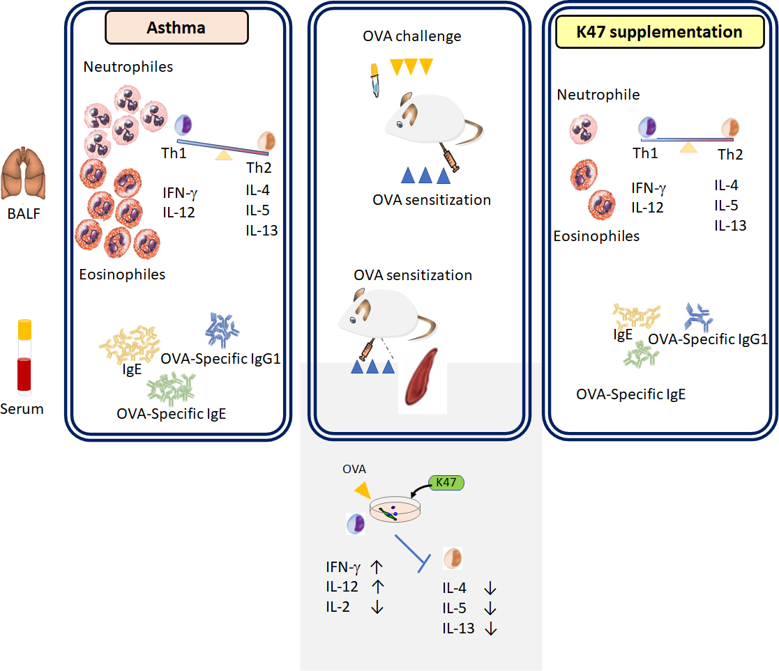 Supplementation with heat-inactivated Lacticaseibacillus paracasei K47 ameliorates allergic asthma in mice by regulating the Th1/Th2 balance