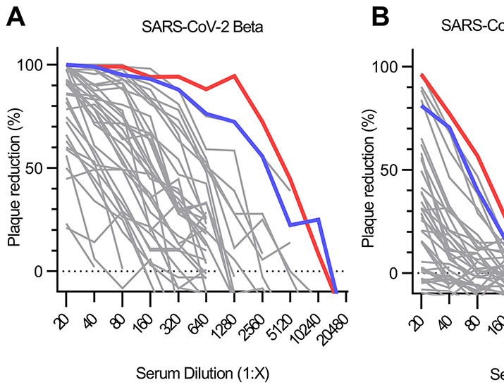 SARS-CoV-2 Beta variant infection elicits potent lineage-specific and cross-reactive antibodies