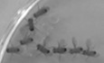 Myc suppresses male–male courtship in Drosophila