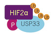 USP33 deubiquitinates and stabilizes HIF‐2alpha to promote hypoxia response in glioma stem cells
