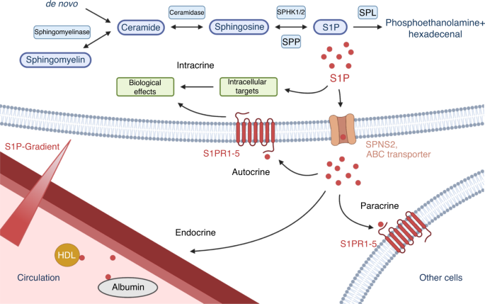The role of sphingosine-1-phosphate in bone remodeling and osteoporosis