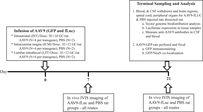 Assessment of AAV9 distribution and transduction in rats after administration through Intrastriatal, Intracisterna magna and Lumbar Intrathecal routes