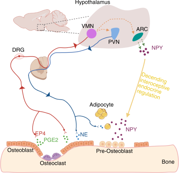 Mechanisms of bone pain: Progress in research from bench to bedside