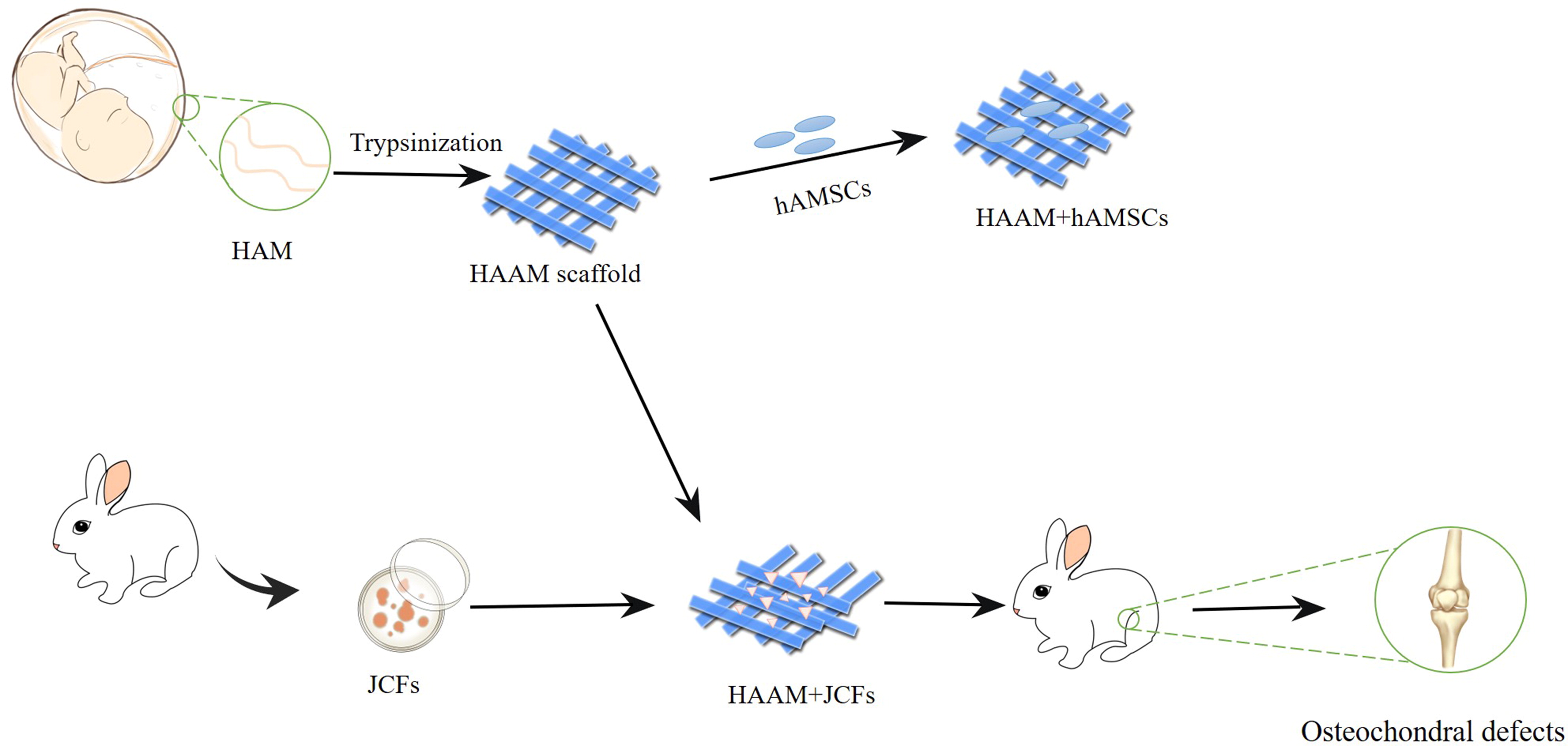Human acellular amniotic membrane scaffolds encapsulating juvenile cartilage fragments accelerate the repair of rabbit osteochondral defects
