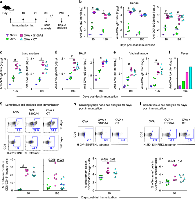S100A4 exerts robust mucosal adjuvant activity for co-administered antigens in mice