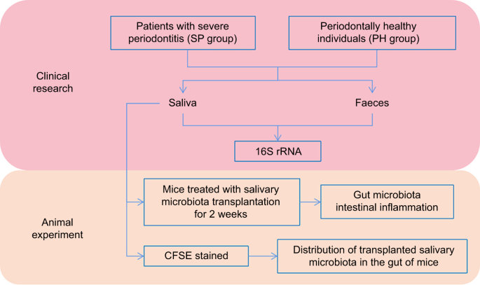 Periodontitis may induce gut microbiota dysbiosis via salivary microbiota