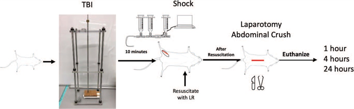 Defining Endotheliopathy in Murine Polytrauma Models