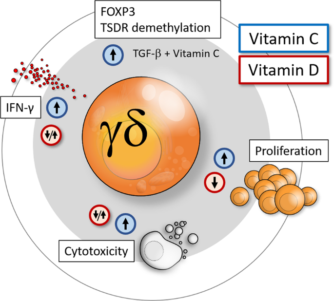 Vitamin C and Vitamin D—friends or foes in modulating γδ T-cell differentiation?