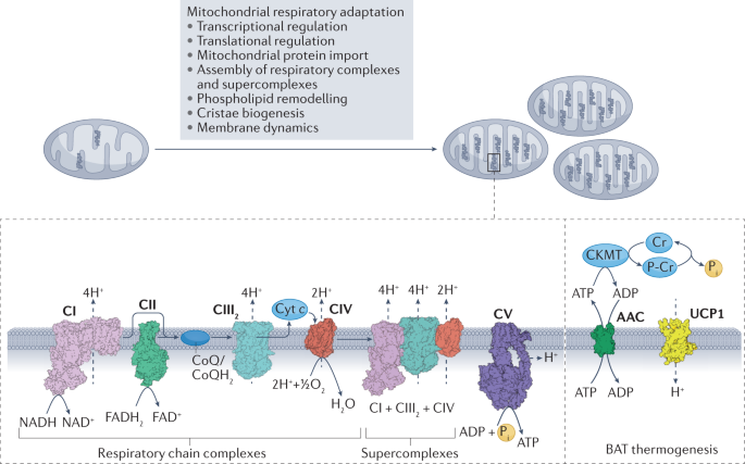 Mechanisms of mitochondrial respiratory adaptation