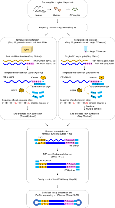 Transcriptome-wide measurement of poly(A) tail length and composition at subnanogram total RNA sensitivity by PAIso-seq