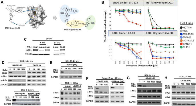BRD9 degraders as chemosensitizers in acute leukemia and multiple myeloma