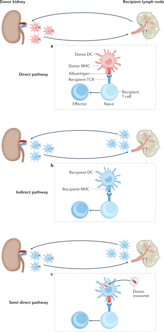 Activation and regulation of alloreactive T cell immunity in solid organ transplantation