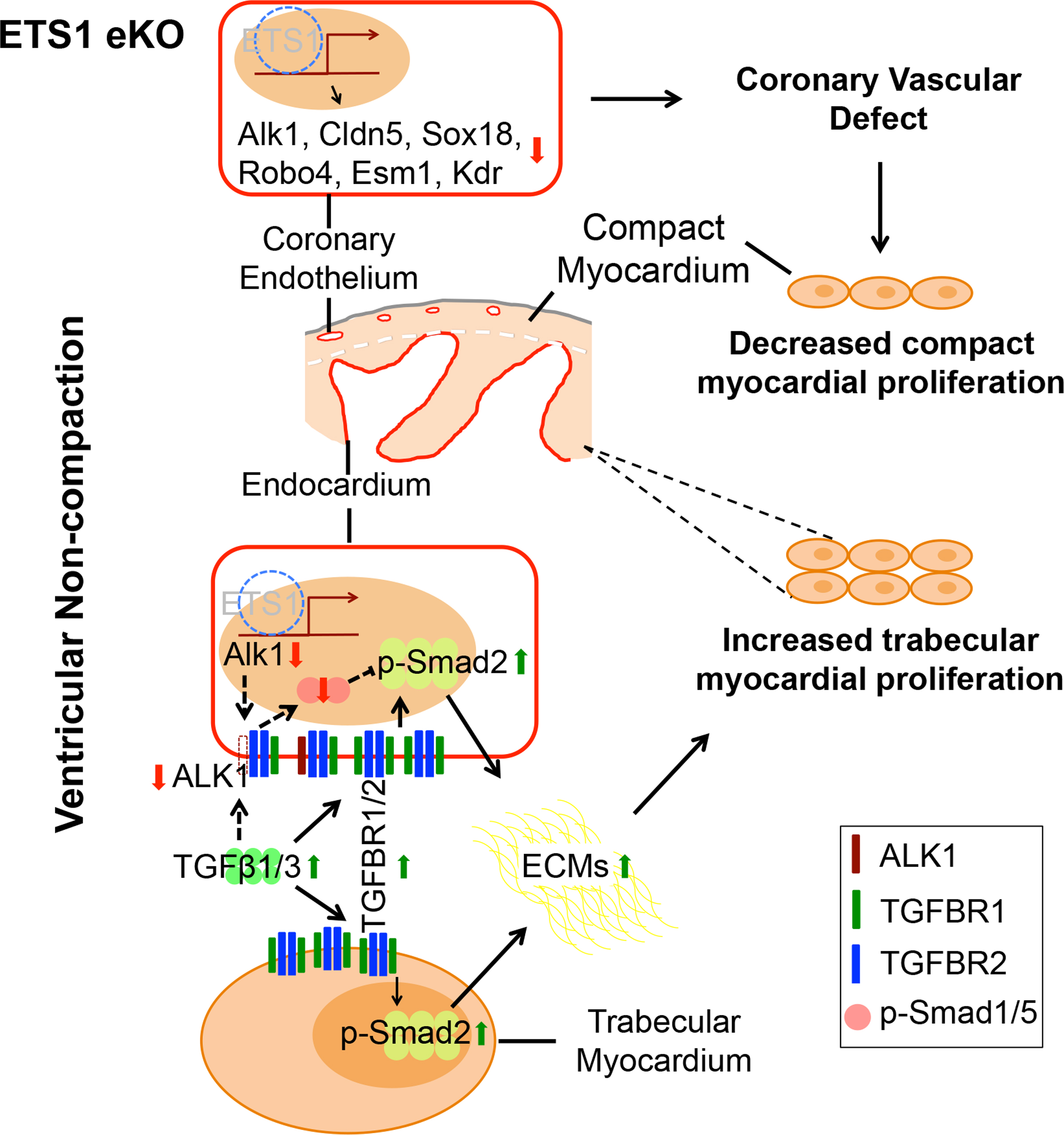 Endothelial Loss of ETS1 Impairs Coronary Vascular Development and Leads to Ventricular Non-Compaction
