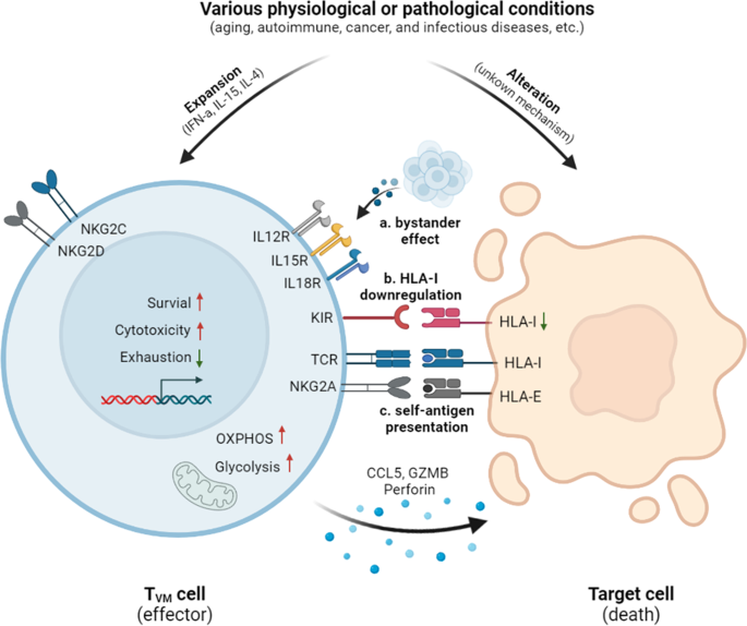 Revisiting the role of human memory CD8+ T cells in immune surveillance