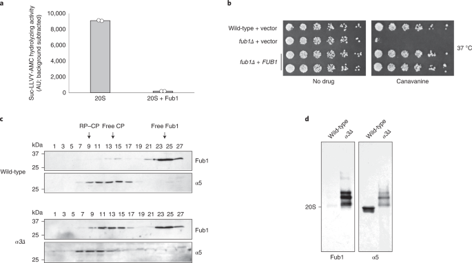 Yeast PI31 inhibits the proteasome by a direct multisite mechanism
