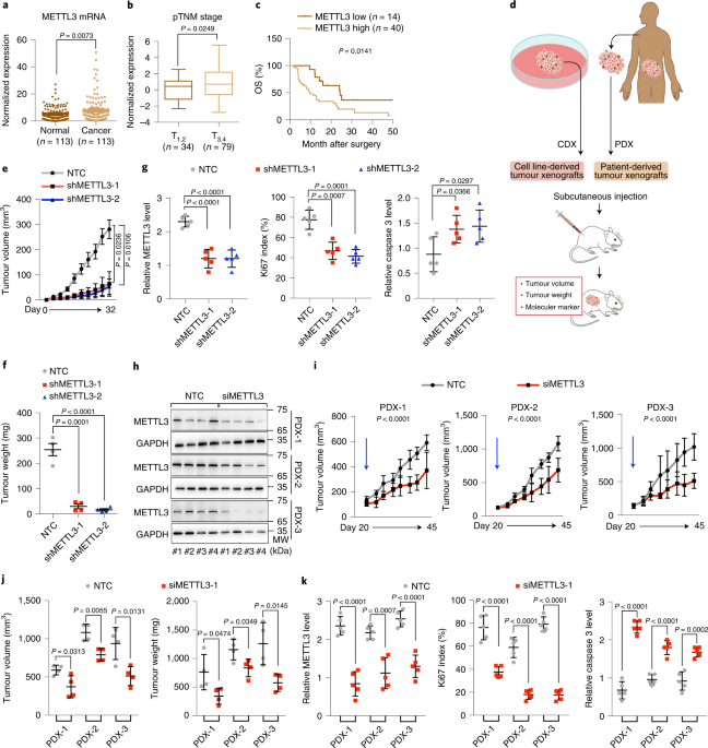 METTL3 preferentially enhances non-m6A translation of epigenetic factors and promotes tumourigenesis
