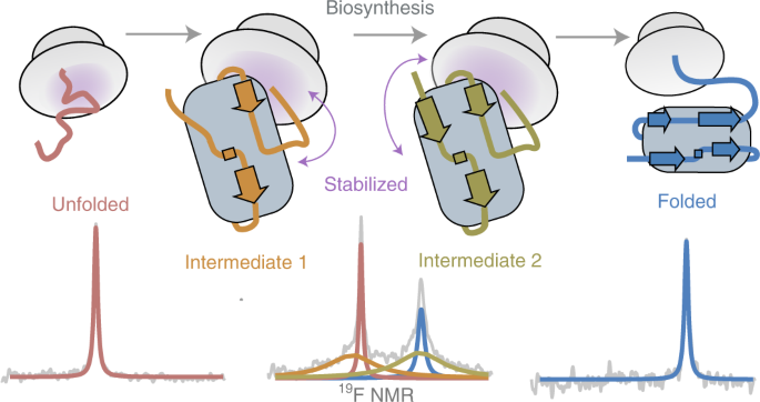 The ribosome stabilizes partially folded intermediates of a nascent multi-domain protein