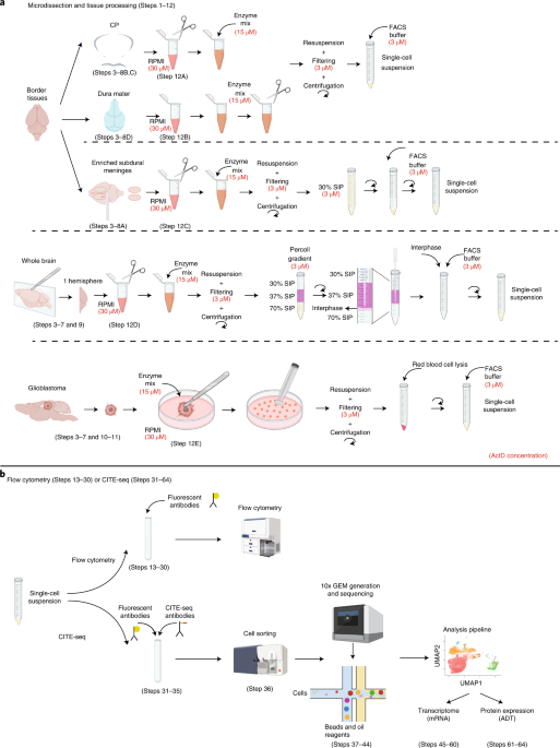 Single-cell RNA and protein profiling of immune cells from the mouse brain and its border tissues