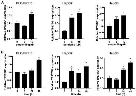 ncRNA, Vol. 8, Pages 61: Knockdown of lncRNA TP53TG1 Enhances the Efficacy of Sorafenib in Human Hepatocellular Carcinoma Cells
