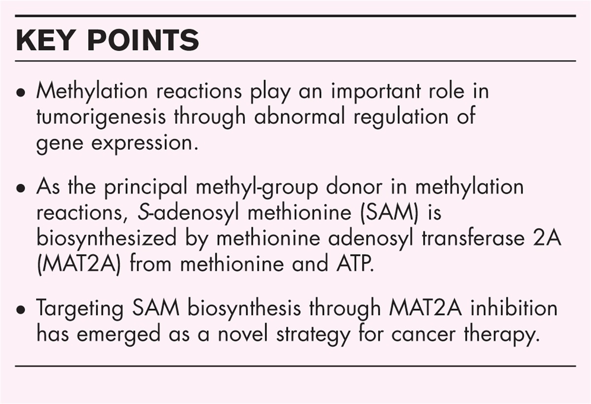 Targeting the methionine−methionine adenosyl transferase 2A−S-adenosyl methionine axis for cancer therapy