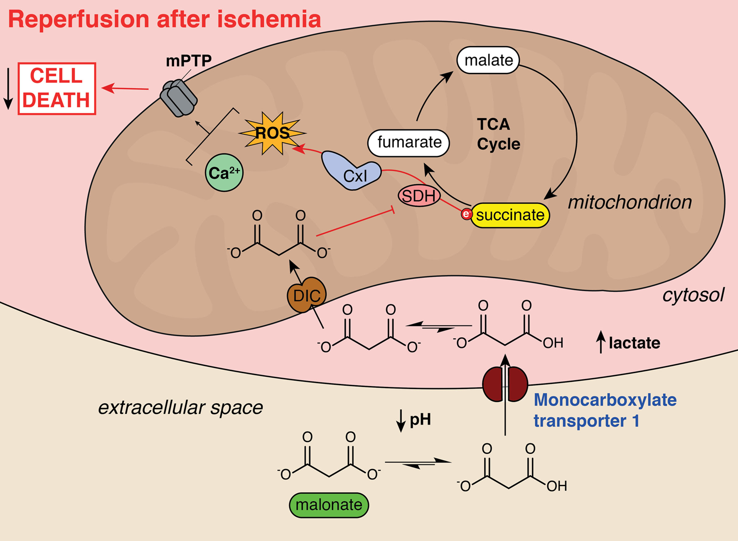 Ischemia-Selective Cardioprotection by Malonate for Ischemia/Reperfusion Injury