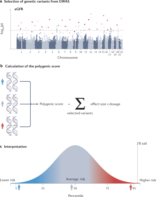 A polygenic score predicts CKD across ancestries