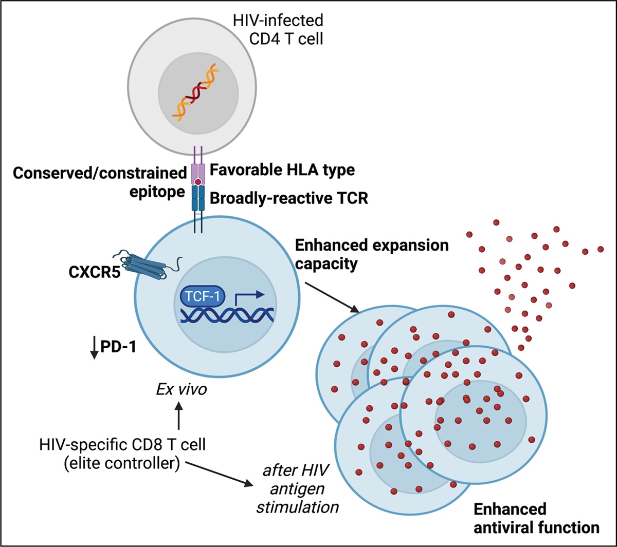 CD8+ T-cell responses in HIV controllers: potential implications for novel HIV remission strategies