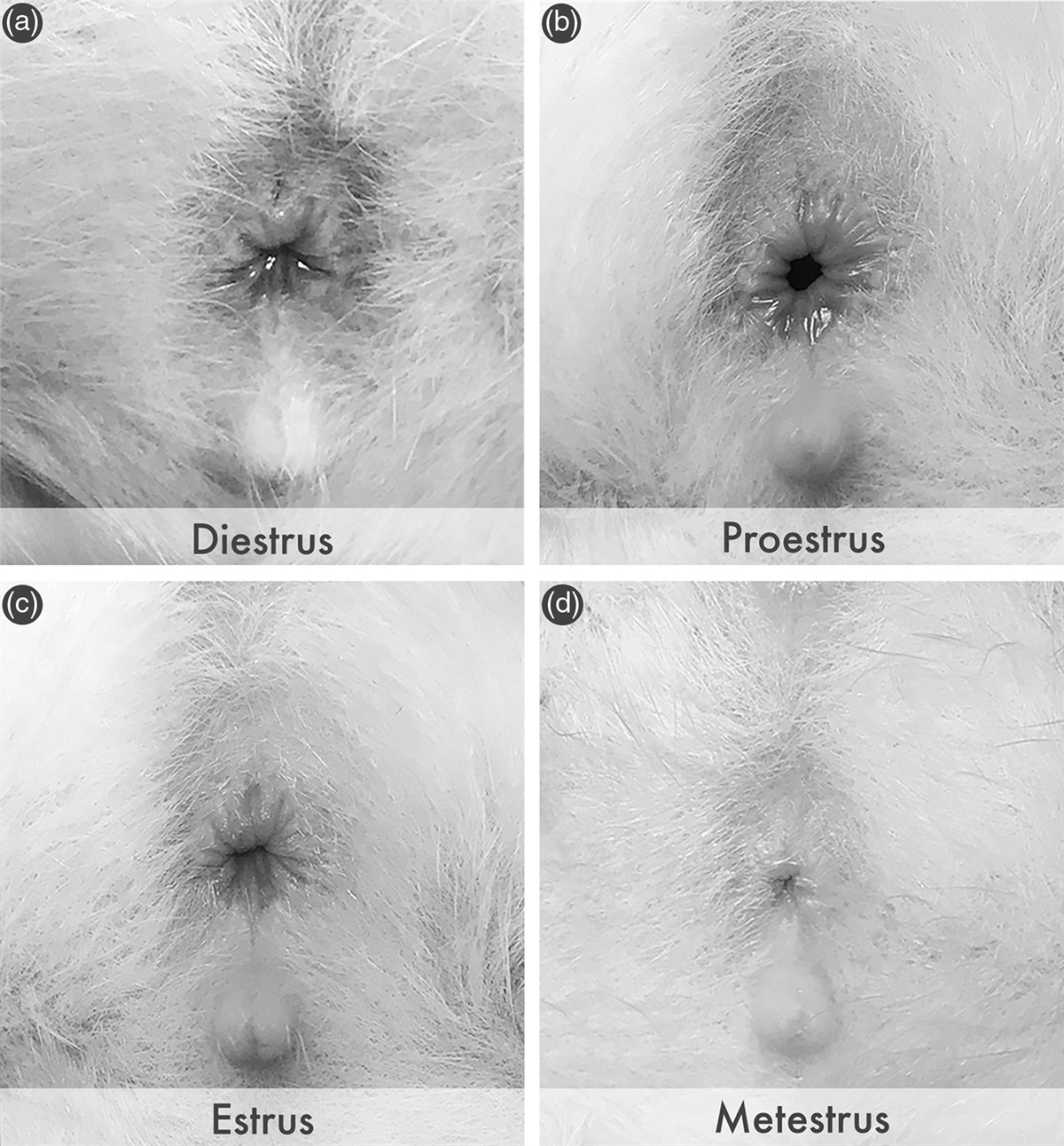 Preweaning environmental enrichment alters neonatal ultrasonic vocalisations in a rat model for prenatal infections