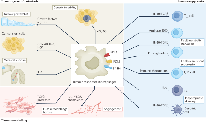 Macrophages as tools and targets in cancer therapy