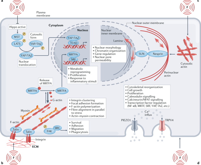 Tuning immunity through tissue mechanotransduction