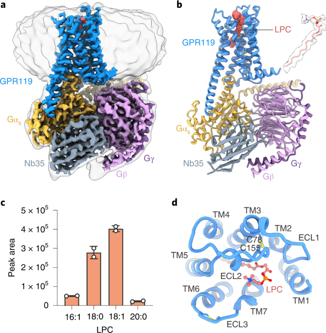 Structural identification of lysophosphatidylcholines as activating ligands for orphan receptor GPR119