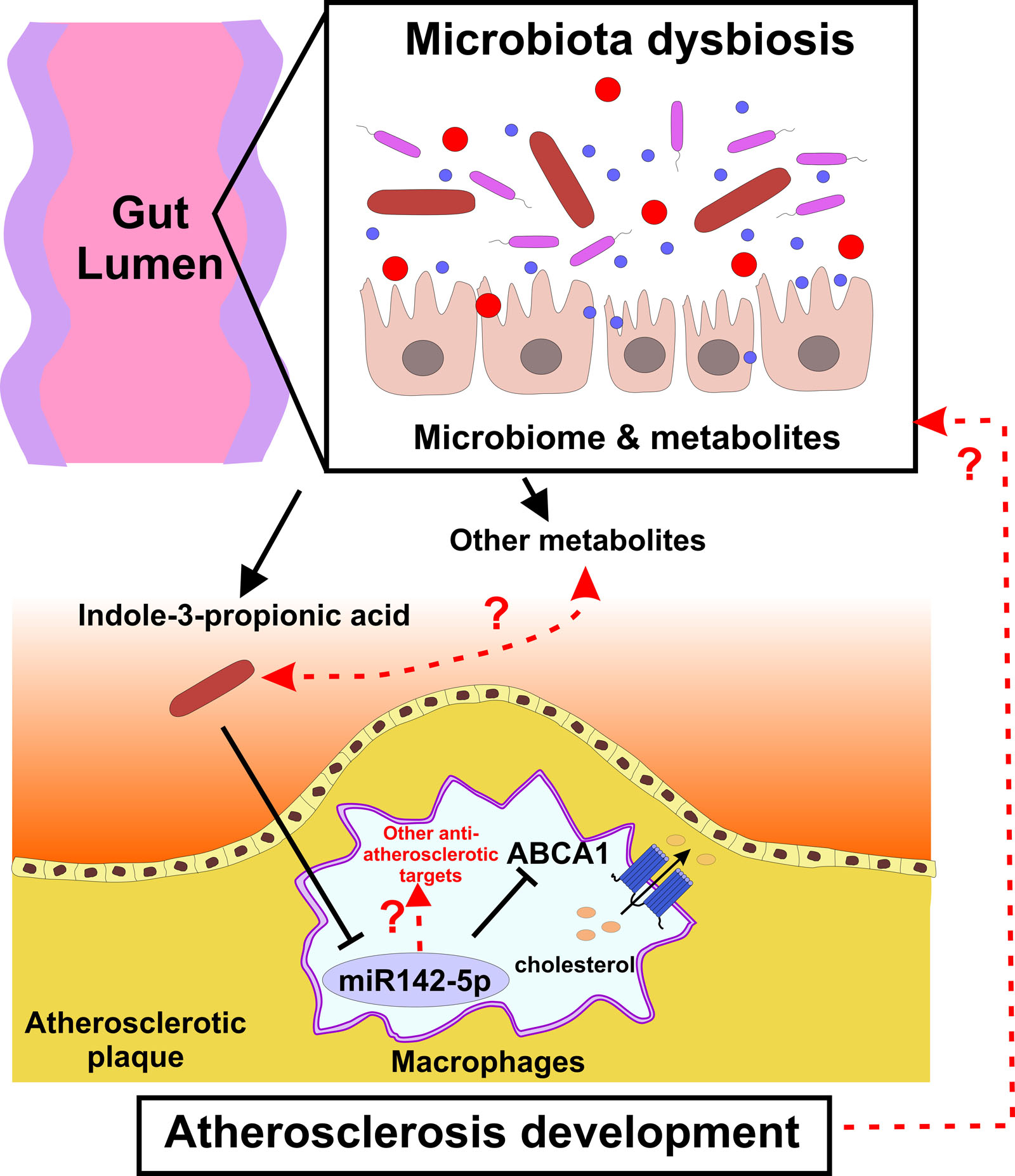 Beyond Diagnosis: a Novel Microbiota Dependent Biomarker and Target for Atherosclerosis