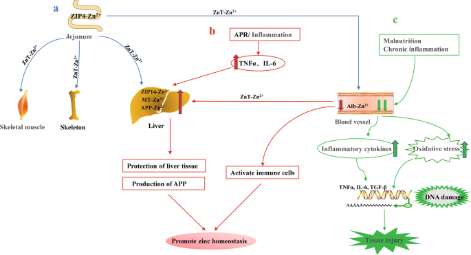 Protective role of zinc in the pathogenesis of respiratory diseases