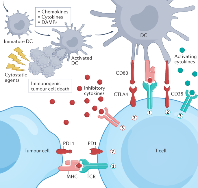 The expanding role for small molecules in immuno-oncology