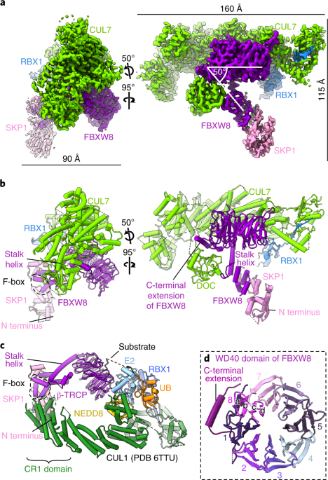 Structure of CRL7FBXW8 reveals coupling with CUL1–RBX1/ROC1 for multi-cullin-RING E3-catalyzed ubiquitin ligation