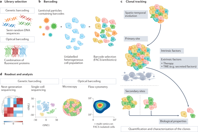 Mastering the use of cellular barcoding to explore cancer heterogeneity