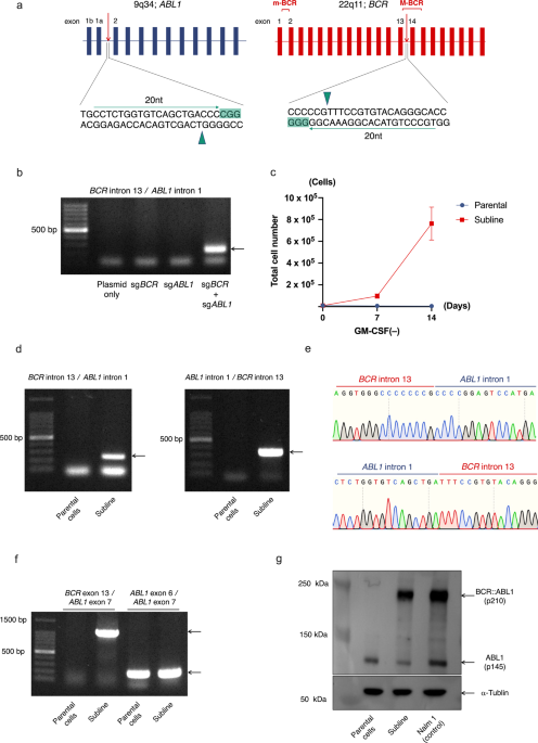 Creation of Philadelphia chromosome by CRISPR/Cas9-mediated double cleavages on BCR and ABL1 genes as a model for initial event in leukemogenesis