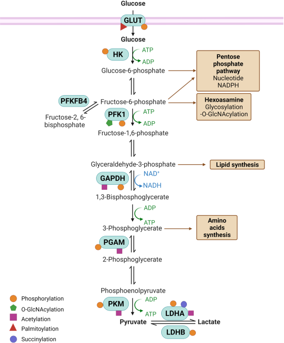 Regulation of tumor metabolism by post translational modifications on metabolic enzymes