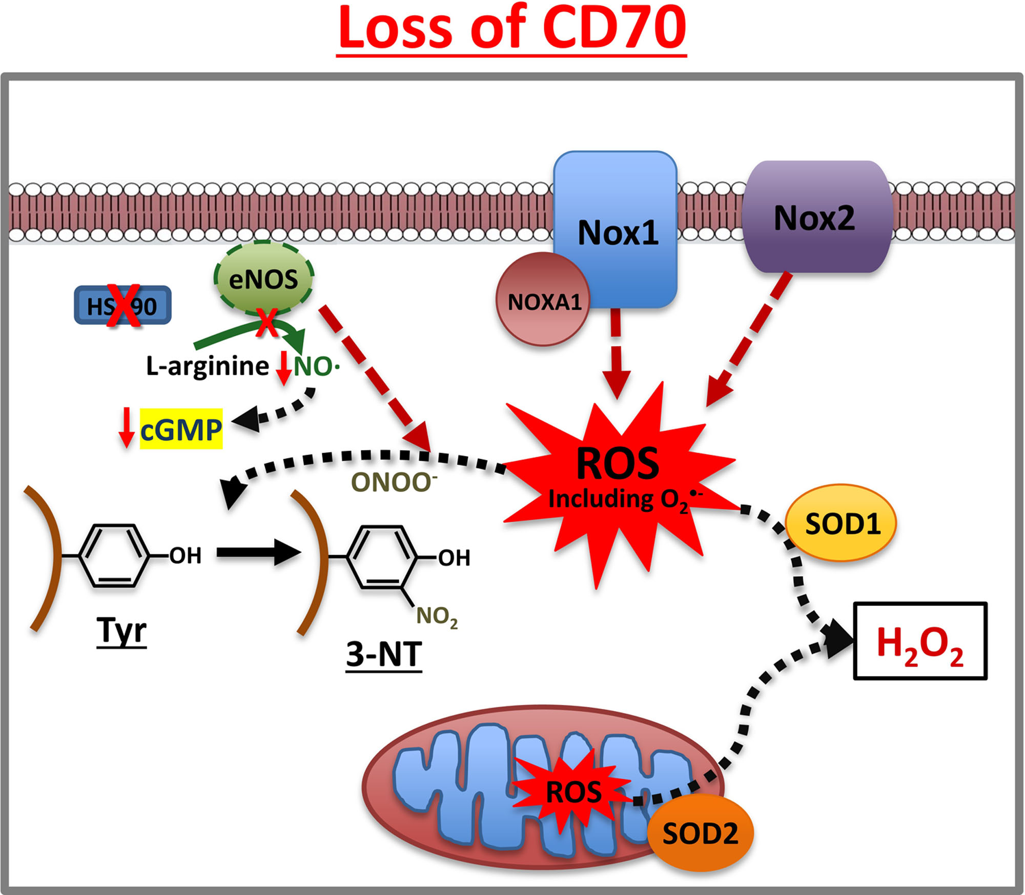 Expression of CD70 Modulates Nitric Oxide and Redox Status in Endothelial Cells