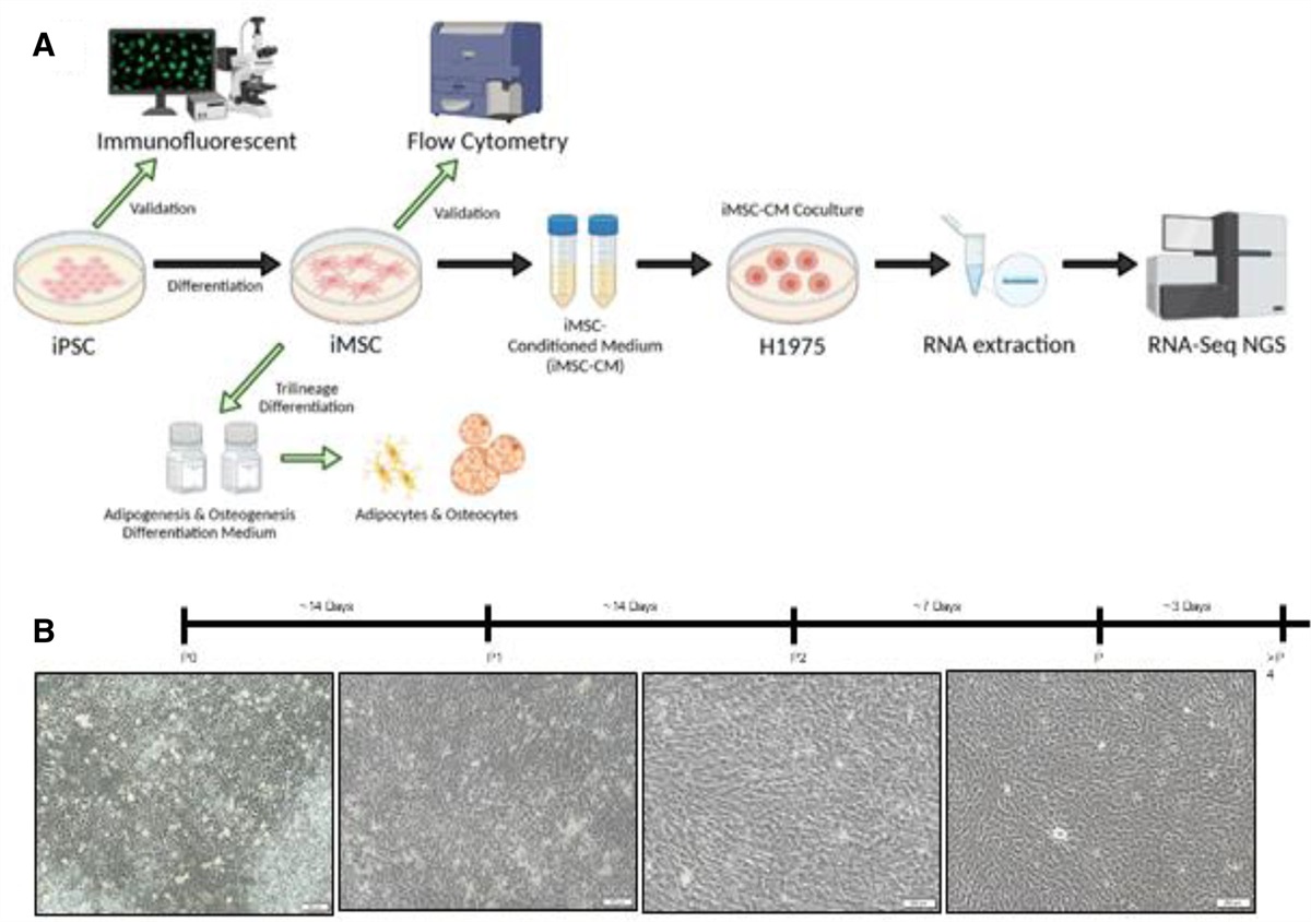 The study of cancer cell in stromal environment through induced pluripotent stem cell–derived mesenchymal stem cells