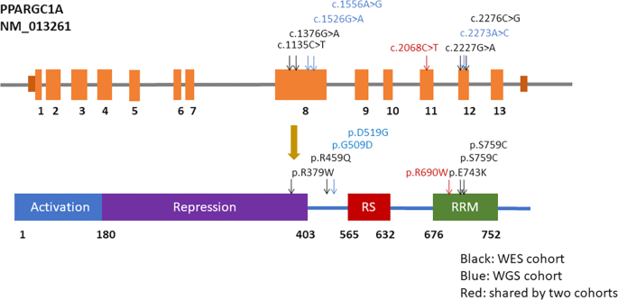 Association of rare PPARGC1A variants with Parkinson’s disease risk
