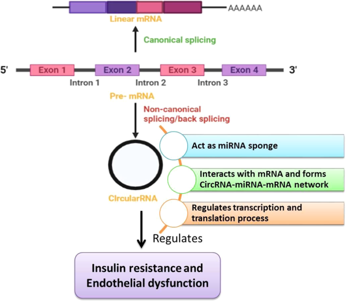 An intriguing role of circular RNA in insulin resistance and endothelial dysfunction: the future perspectives