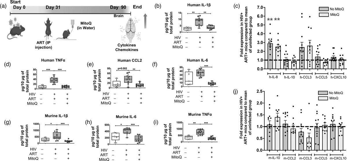 Mitoquinone mesylate attenuates brain inflammation in humanized mouse model of chronic HIV infection